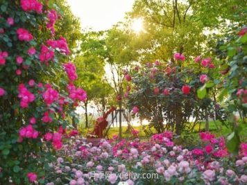 上海前滩休闲公园，月季花海盛景等你赏