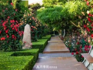 秦皇岛适合养月季花，市花和市树是什么